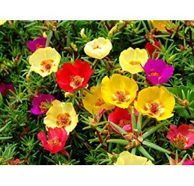 Portulaca Mixed Flower Seeds(40-50 Seeds/Pack)